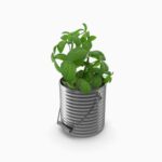 گل آپارتمانی فیکوس الاستیکا بلک